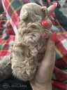 Maltipoo: 2 мальчика и 2 девочки. - 3 Maltipoo: 2 мальчика и 2 девочки. - MM.LV - 3