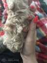 Maltipoo: 2 мальчика и 2 девочки. - 4 Maltipoo: 2 мальчика и 2 девочки. - MM.LV - 4