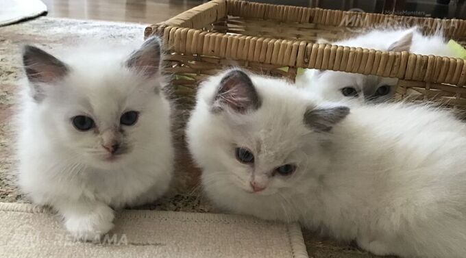 Котята Невские маскарадные-Регдолл - MM.LV