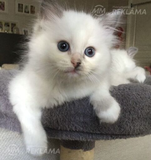 Котята Невские маскарадные- Регдол - MM.LV