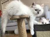 Котята Невские маскарадные- Регдол - MM.LV - 8
