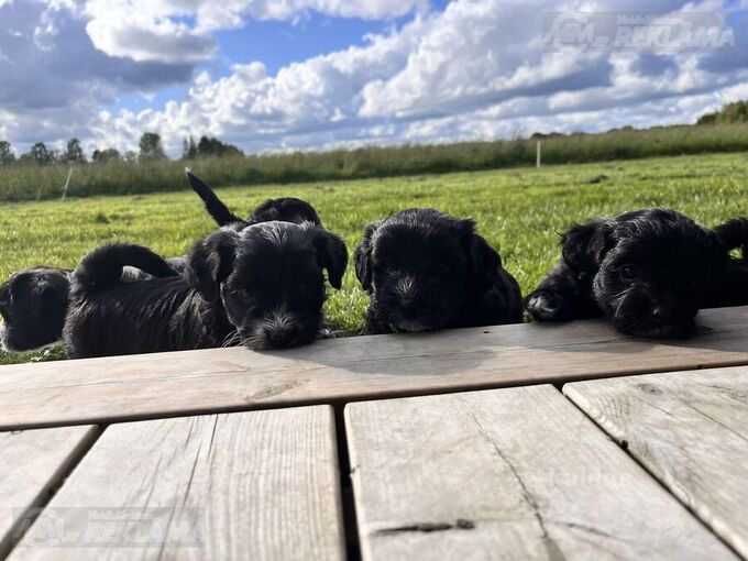 Adorable Maltipoo Puppies Looking for Loving Homes! Adorable Maltipoo Puppies Looking for Loving Homes! - MM.LV