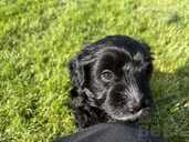 Adorable Maltipoo Puppies Looking for Loving Homes! - 3 Adorable Maltipoo Puppies Looking for Loving Homes! - MM.LV - 3