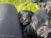 Adorable Maltipoo Puppies Looking for Loving Homes! - 4 Adorable Maltipoo Puppies Looking for Loving Homes! - MM.LV - 4