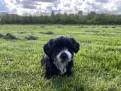 Adorable Maltipoo Puppies Looking for Loving Homes! - 5 Adorable Maltipoo Puppies Looking for Loving Homes! - MM.LV - 5