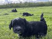 Adorable Maltipoo Puppies Looking for Loving Homes! - 6 Adorable Maltipoo Puppies Looking for Loving Homes! - MM.LV - 6