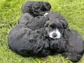 Adorable Maltipoo Puppies Looking for Loving Homes! - 8 Adorable Maltipoo Puppies Looking for Loving Homes! - MM.LV - 8