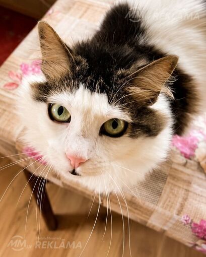 Looking for a loving home for Roberta Carlos Looking for a loving home for Roberta Carlos - MM.LV