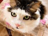 Looking for a loving home for Roberta Carlos - 1 Looking for a loving home for Roberta Carlos - MM.LV - 1