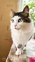 Looking for a loving home for Roberta Carlos - 2 Looking for a loving home for Roberta Carlos - MM.LV - 2