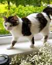 Looking for a loving home for Roberta Carlos - 3 Looking for a loving home for Roberta Carlos - MM.LV - 3