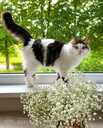 Looking for a loving home for Roberta Carlos - 4 Looking for a loving home for Roberta Carlos - MM.LV - 4