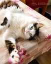 Looking for a loving home for Roberta Carlos - 5 Looking for a loving home for Roberta Carlos - MM.LV - 5