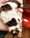 Looking for a loving home for Roberta Carlos - 6 Looking for a loving home for Roberta Carlos - MM.LV - 6