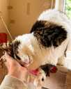 Looking for a loving home for Roberta Carlos - 7 Looking for a loving home for Roberta Carlos - MM.LV - 7