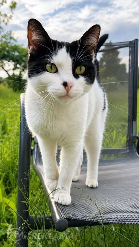Looking for a loving home for Felicia Looking for a loving home for Felicia - MM.LV