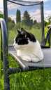 Looking for a loving home for Felicia - 2 Looking for a loving home for Felicia - MM.LV - 2