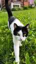 Looking for a loving home for Felicia - 3 Looking for a loving home for Felicia - MM.LV - 3