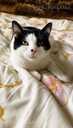 Looking for a loving home for Felicia - 4 Looking for a loving home for Felicia - MM.LV - 4