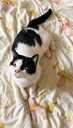 Looking for a loving home for Felicia - 5 Looking for a loving home for Felicia - MM.LV - 5