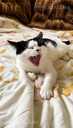 Looking for a loving home for Felicia - 6 Looking for a loving home for Felicia - MM.LV - 6