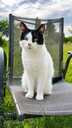 Looking for a loving home for Felicia - 7 Looking for a loving home for Felicia - MM.LV - 7