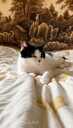 Looking for a loving home for Felicia - 8 Looking for a loving home for Felicia - MM.LV - 8