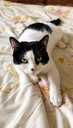 Looking for a loving home for Felicia - 9 Looking for a loving home for Felicia - MM.LV - 9