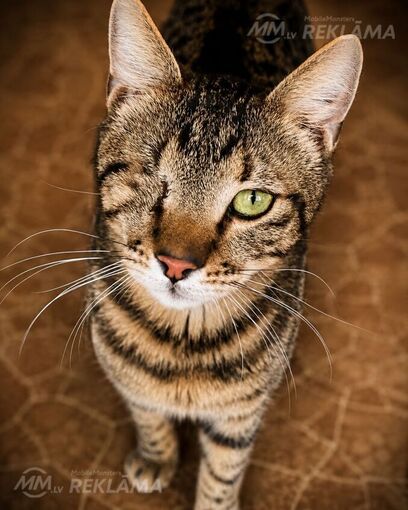 Looking for a loving home for pirate Fyodor Looking for a loving home for pirate Fyodor - MM.LV
