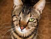 Looking for a loving home for pirate Fyodor - 1 Looking for a loving home for pirate Fyodor - MM.LV - 1