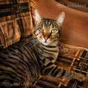 Looking for a loving home for pirate Fyodor - 2 Looking for a loving home for pirate Fyodor - MM.LV - 2