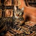 Looking for a loving home for pirate Fyodor - 3 Looking for a loving home for pirate Fyodor - MM.LV - 3