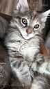 ? Очаровательные котята породы Мейн-кун ищут любящих хозяев! ? - 9 ? Очаровательные котята породы Мейн-кун ищут любящих хозяев! ? - MM.LV - 9