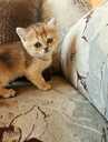 Scottish Straight loking for a new home - 2 Scottish Straight loking for a new home - MM.LV - 2