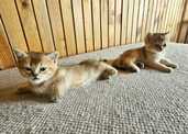 Scottish Straight loking for a new home - 4 Scottish Straight loking for a new home - MM.LV - 4