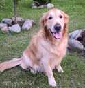 Золотистый ретривер - 4 Золотистый ретривер - MM.LV - 4