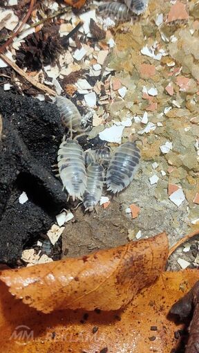 Dairy cow isopods (mitrenes) Dairy cow isopods (mitrenes) - MM.LV