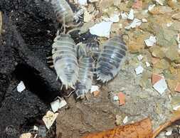 Dairy cow isopods (mitrenes) - MM.LV