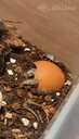 Dairy cow isopods (mitrenes) - 3 Dairy cow isopods (mitrenes) - MM.LV - 3