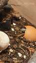 Dairy cow isopods (mitrenes) - 4 Dairy cow isopods (mitrenes) - MM.LV - 4