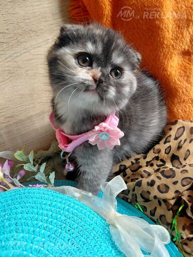 Милые шотландские кошечки - MM.LV