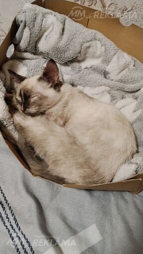 Котёнок - MM.LV