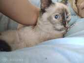 Котёнок - MM.LV - 5