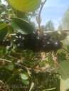Продаю аронию - MM.LV - 2