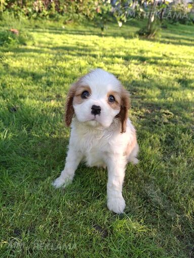 Cavalier King Charles spaniela kucēni. Cavalier King Charles spaniela kucēni. - MM.LV