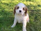Cavalier King Charles spaniela kucēni. - 1 Cavalier King Charles spaniela kucēni. - MM.LV - 1