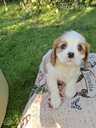 Cavalier King Charles spaniela kucēni. - 2 Cavalier King Charles spaniela kucēni. - MM.LV - 2