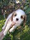 Cavalier King Charles spaniela kucēni. - 5 Cavalier King Charles spaniela kucēni. - MM.LV - 5