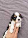 Cavalier King Charles spaniela kucēni. - 10 Cavalier King Charles spaniela kucēni. - MM.LV - 10