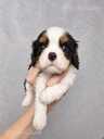 Cavalier King Charles spaniela kucēni. - 12 Cavalier King Charles spaniela kucēni. - MM.LV - 12